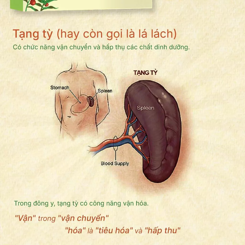[Pre-order] Phụ Nữ Tỳ Hư Rất Mau Già